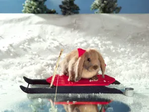 兔子写真 第四辑_10