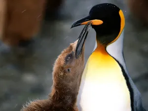 企鹅写真 第二辑_2