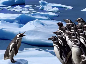 企鹅写真 第二辑_11