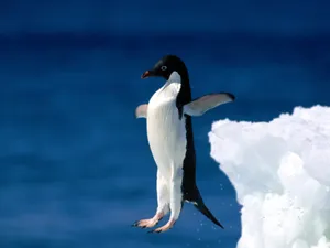 企鹅写真 第二辑_12