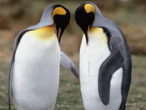 企鹅写真 第二辑_16
