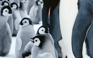 企鹅写真 第一辑_1