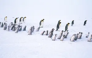 企鹅写真 第一辑_5