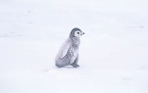 企鹅写真 第一辑_9
