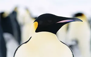 企鹅写真 第一辑_10