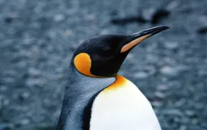 企鹅写真 第一辑_11
