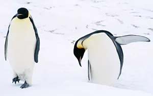 企鹅写真 第一辑_12