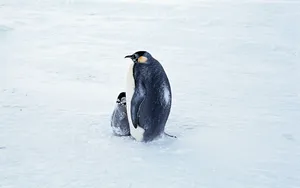 企鹅写真 第一辑_16