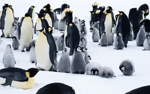 企鹅写真 第一辑_18