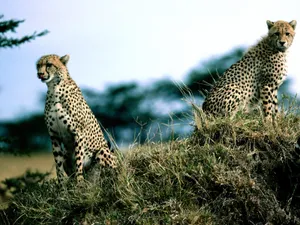 豹子写真 第二辑_5