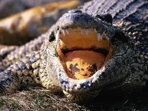 鳄鱼写真 第一辑_3