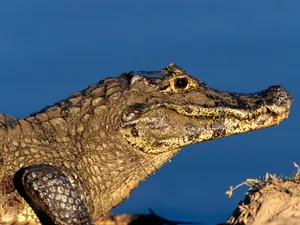 鳄鱼写真 第一辑_5