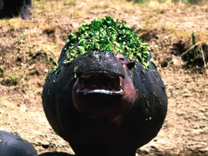 河马写真 第一辑_1