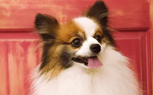 1440小狗写真 第四辑_14