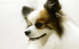 1440小狗写真 第四辑_15
