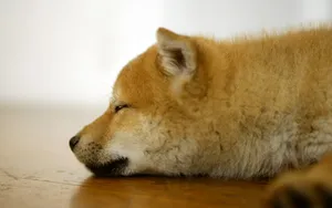 1440小狗写真 第一辑_13