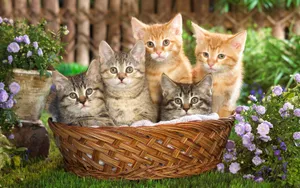 宽屏猫咪写真 第九辑