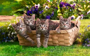 宽屏猫咪写真 第九辑