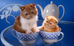 宽屏猫咪写真 第九辑_5