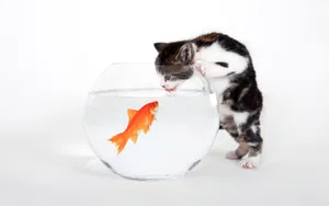 宽屏猫咪写真 第九辑_6