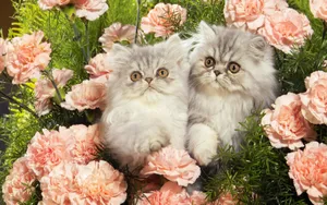 宽屏猫咪写真 第九辑_15