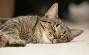 宽屏猫咪写真 第九辑_16