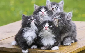 宽屏猫咪写真 第九辑_19