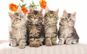 宽屏猫咪写真 第八辑