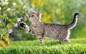 宽屏猫咪写真 第八辑_3