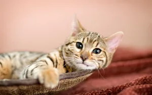 宽屏猫咪写真 第八辑_4