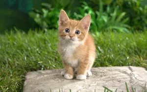 宽屏猫咪写真 第八辑_5