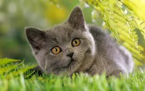 宽屏猫咪写真 第八辑_9