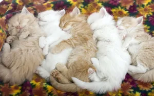 宽屏猫咪写真 第八辑_11