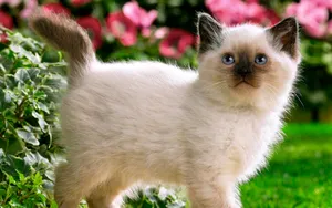 宽屏猫咪写真 第八辑_12