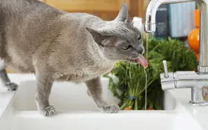 宽屏猫咪写真 第八辑_17
