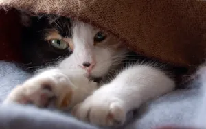 1920猫咪写真 第六辑_4