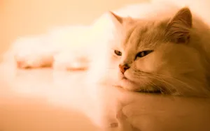 1920猫咪写真 第六辑_5