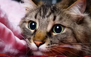 1920猫咪写真 第六辑_6