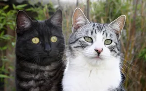 1920猫咪写真 第六辑_10