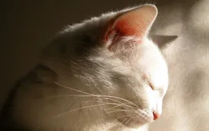 1920猫咪写真 第六辑_12