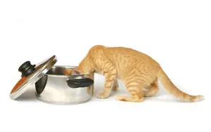 1920猫咪写真 第六辑_13