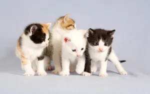 1920猫咪写真 第六辑_16
