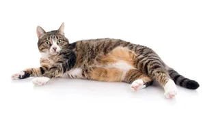 1920猫咪写真 第六辑_17