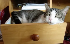 1920猫咪写真 第六辑_18