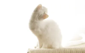 1920猫咪写真 第六辑_19