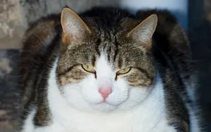 1920猫咪写真 第五辑_15