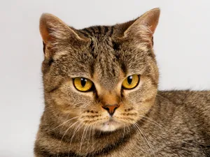 1600猫咪写真 第13辑_4