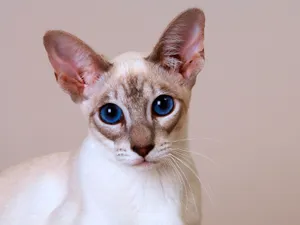 1600猫咪写真 第13辑_9