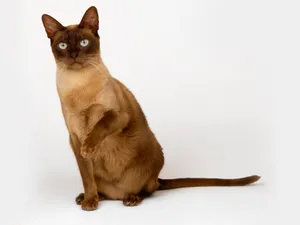 1600猫咪写真 第13辑_12
