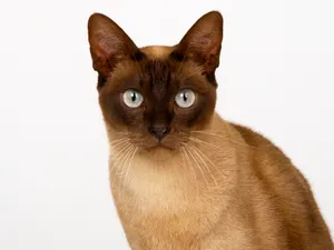 1600猫咪写真 第13辑_13